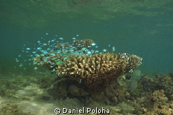 Lonely coral bush with its inhabitants in murky bay by Daniel Poloha 